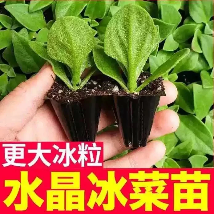 【水晶冰菜苗】多茬采收蔬菜苗易种植易养活蔬菜苗