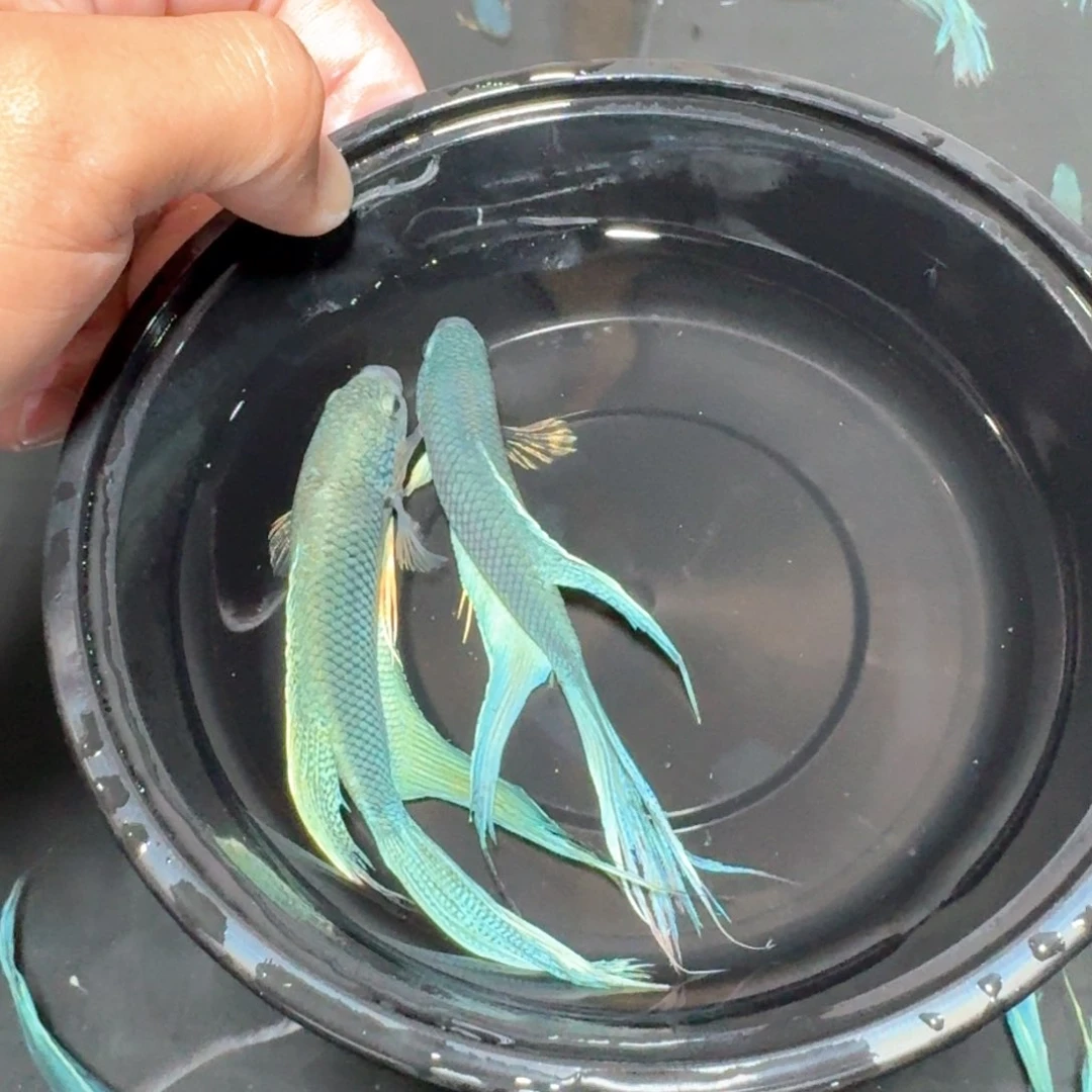 斗鱼直播间对图无纹蓝27