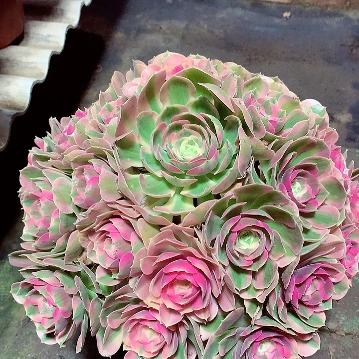 粉女郎，多肉植物