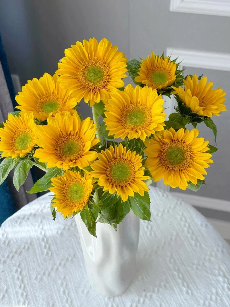 【满四件包邮】小太阳绿心向日葵 向阳而生 中考毕业季
