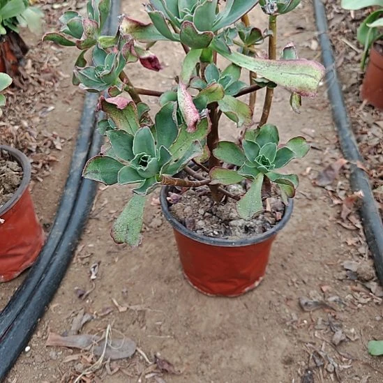 红富士法师加急46