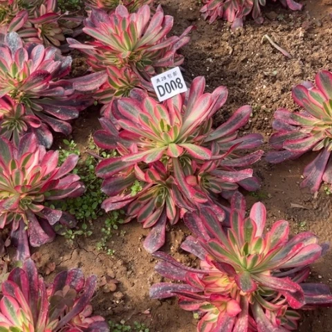 008美杜莎不包断枝