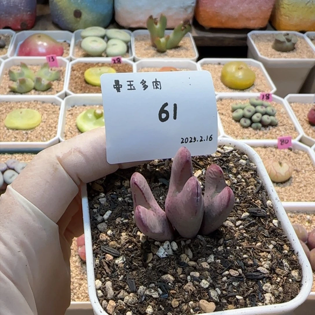 ?****欧多肉多肉多肉2.16-061