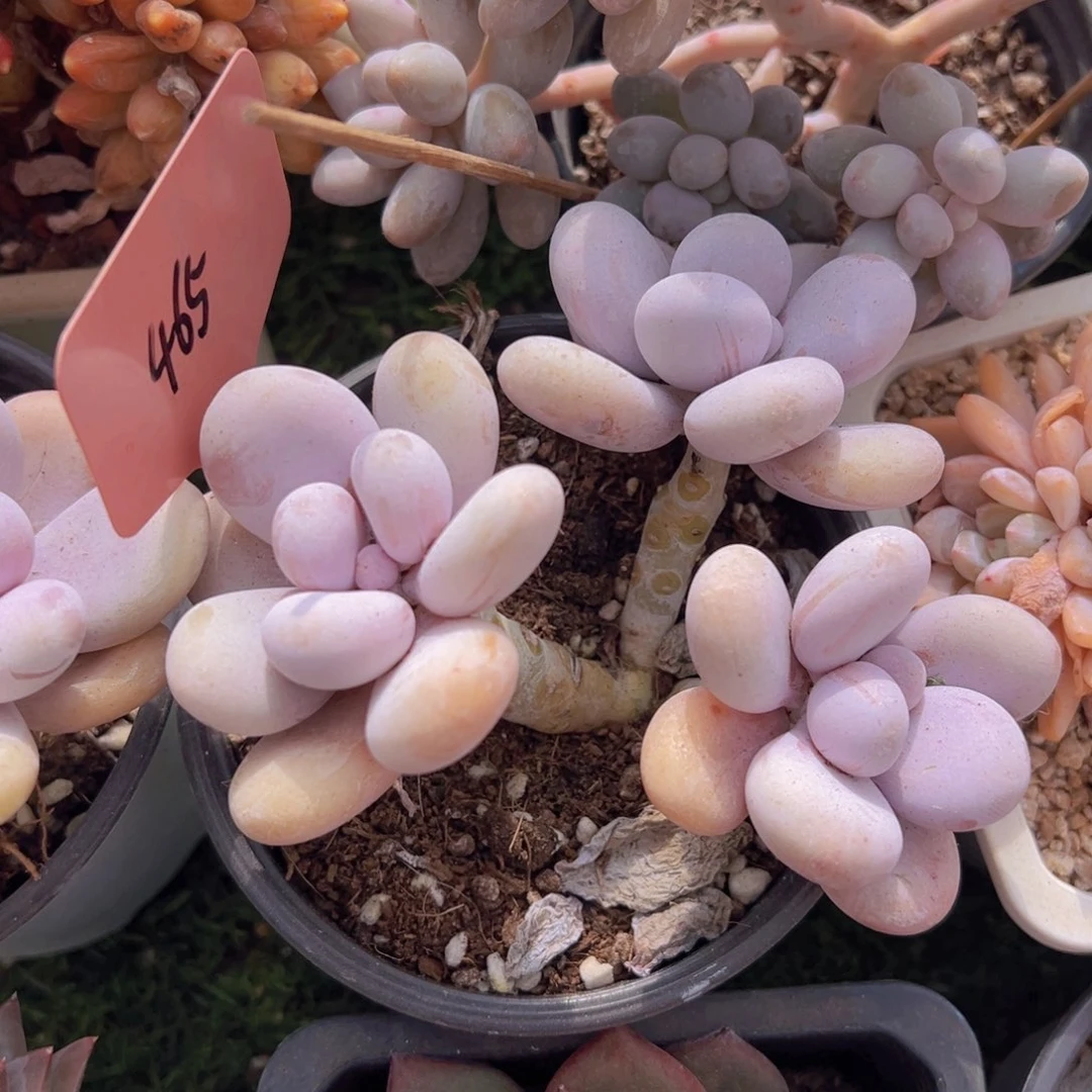 香玉的故事是一个人的故事