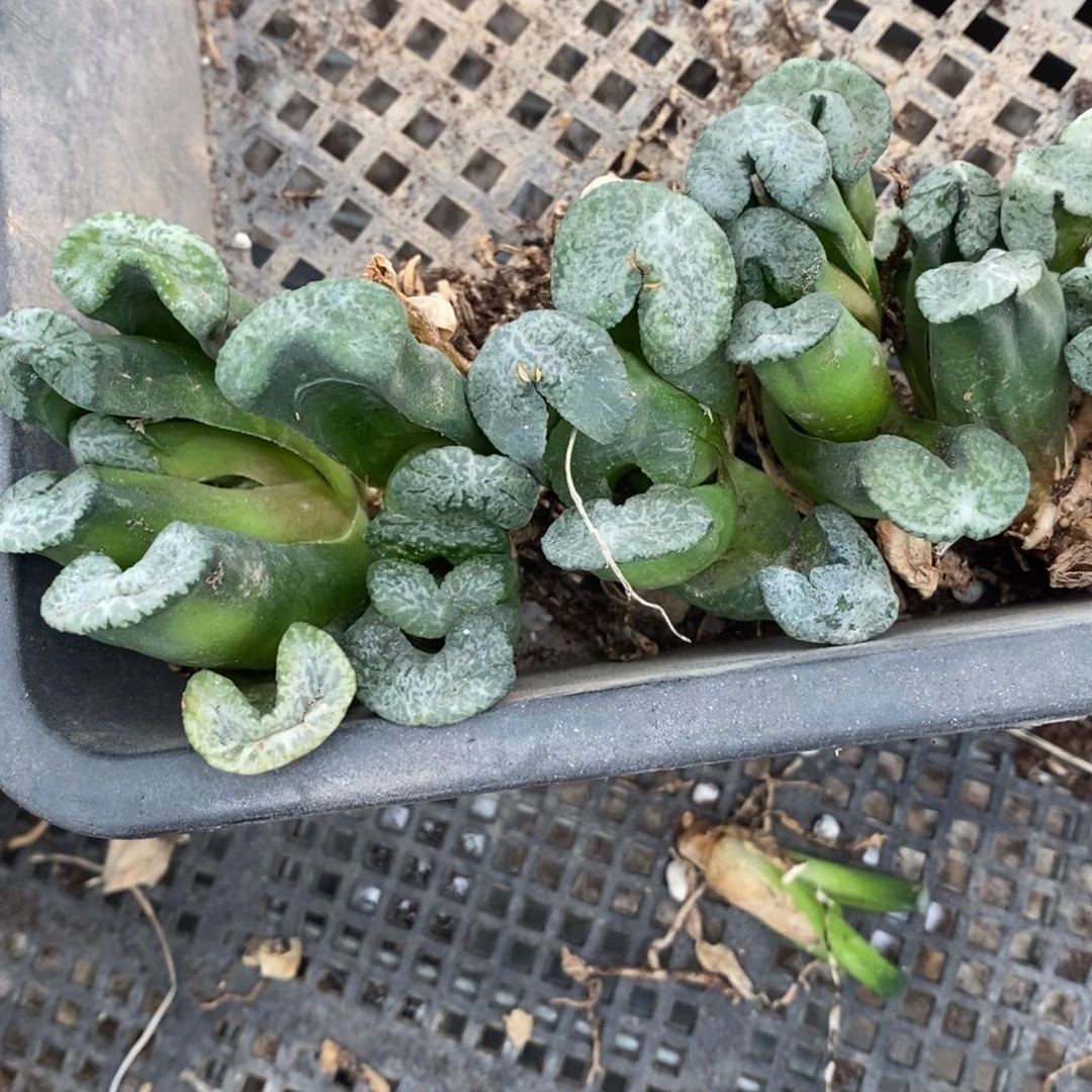 2216 一颗实生牛逼玉扇 超级福利