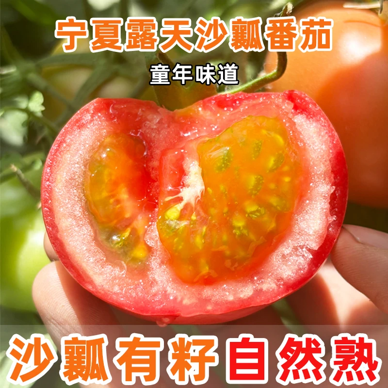 宁夏露天自然熟沙瓤番茄不催熟不摧红藤上自然熟童年味道新鲜应季
