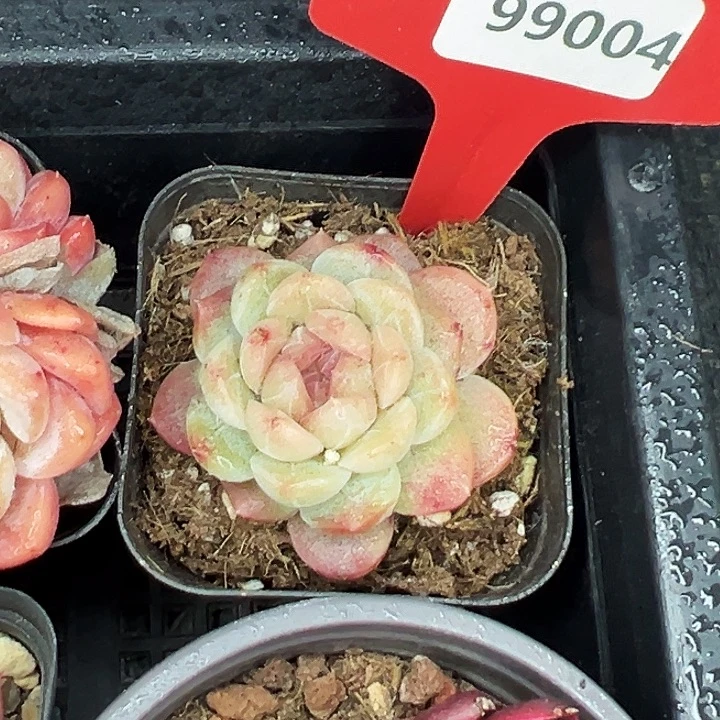 糖心       99004号