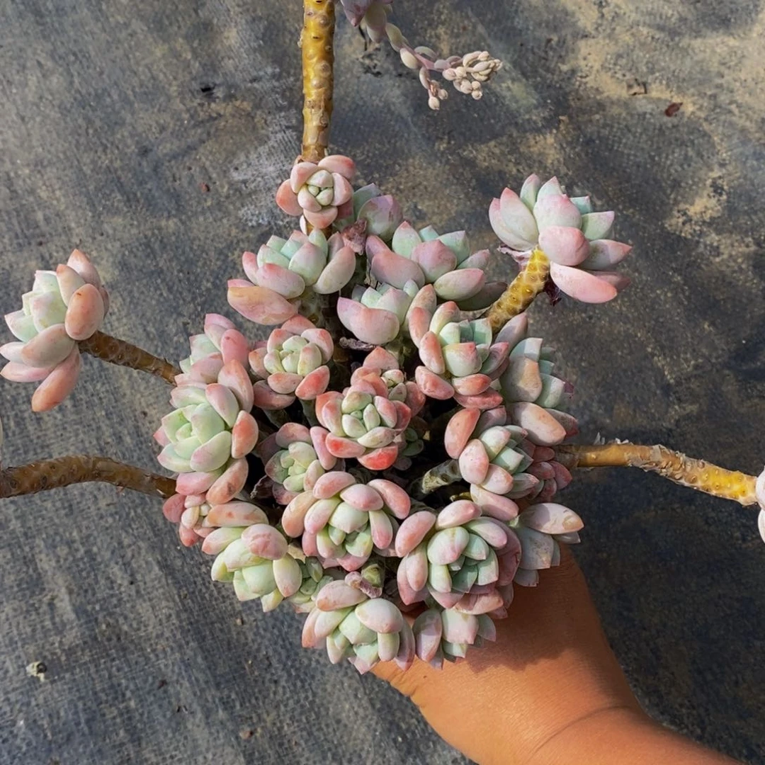 露凝香整桩多肉植物