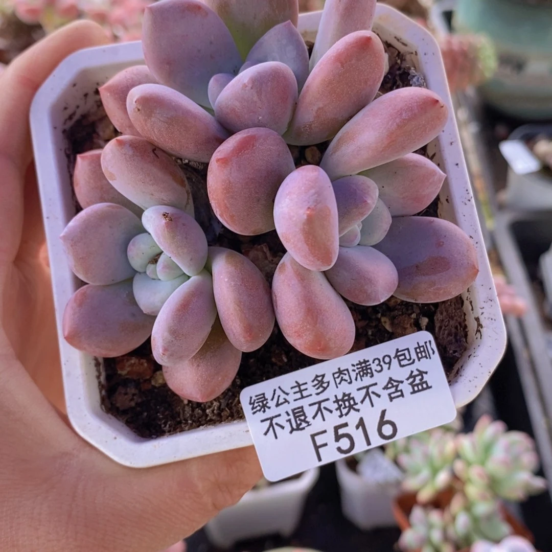 奥普琳娜7cm516多肉植物
