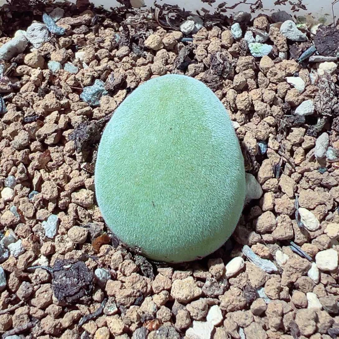 小**菜214-725.我是真的