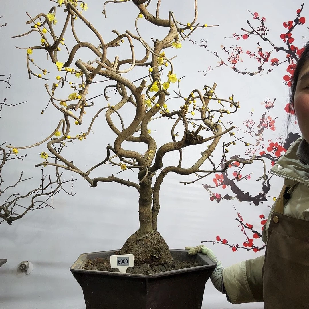 永***哥完全开放梅花落在了我的心上我