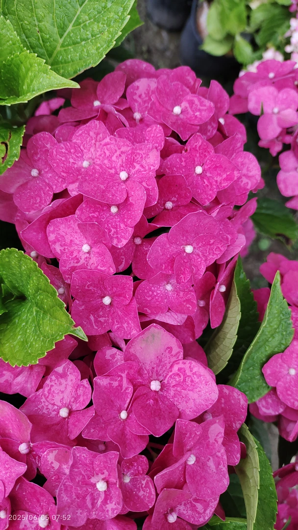 [玫红妈妈]绣球花中小苗砍头半截小老桩基地直发