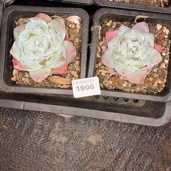 阿雅园艺。          1906两颗