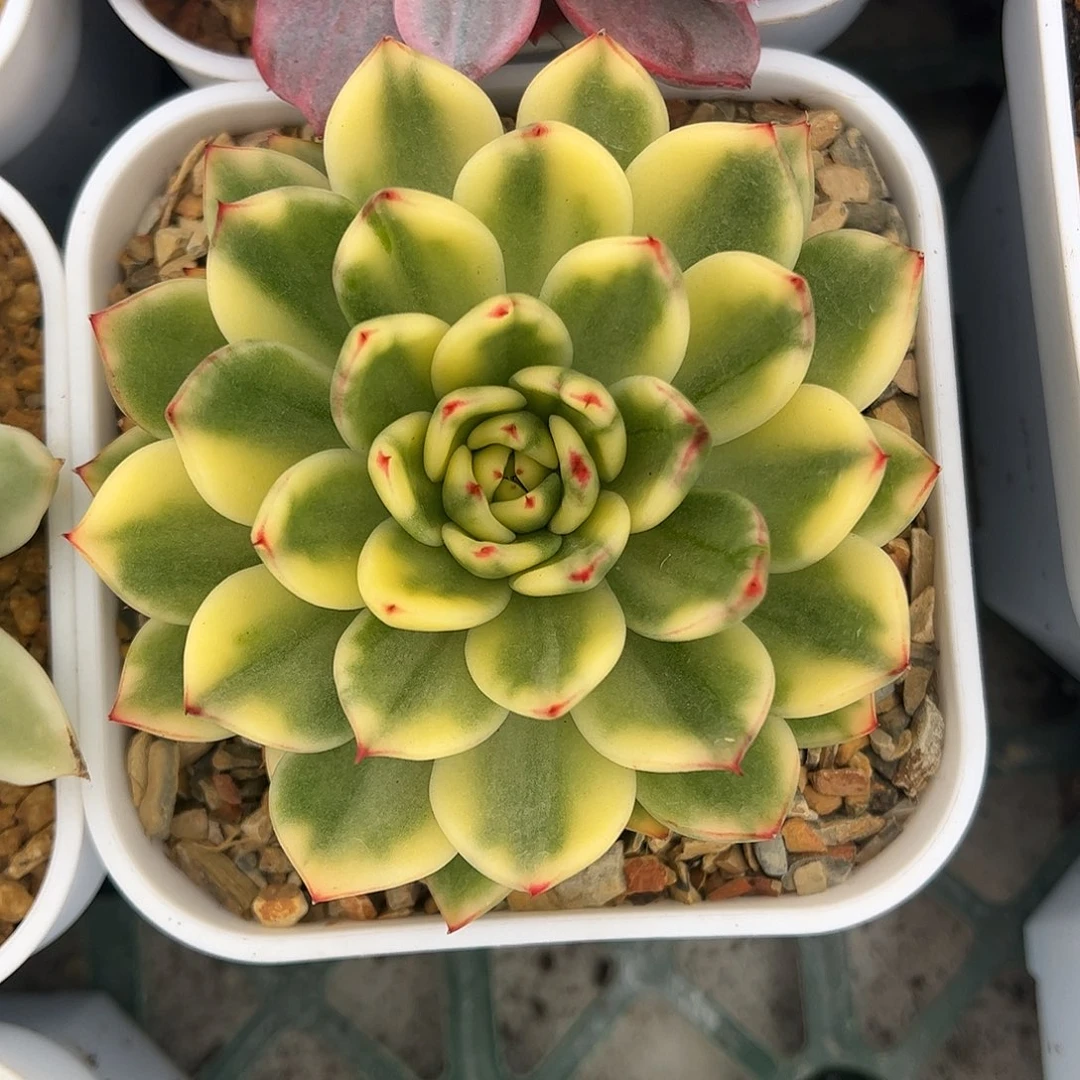 阿诗娜锦 婕宝一物一拍