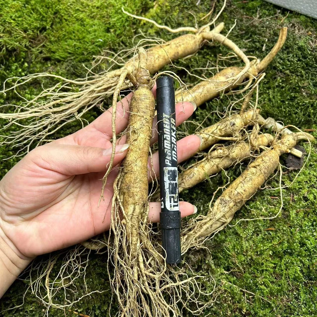 长白山原产地直发精品鲜人参泡酒送礼炖汤