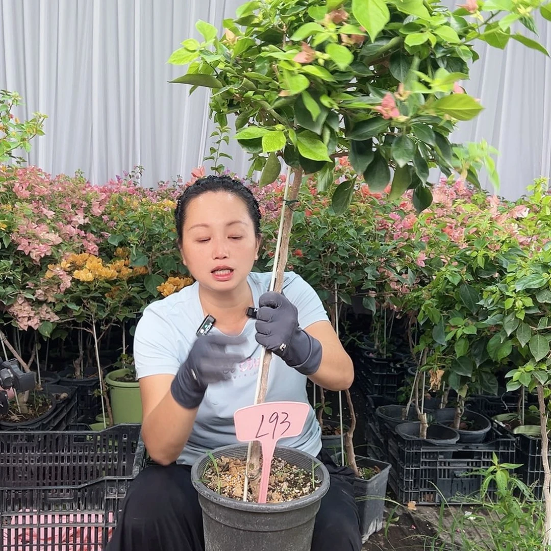 ****天当前无花栽培后可以开花L93佩德罗