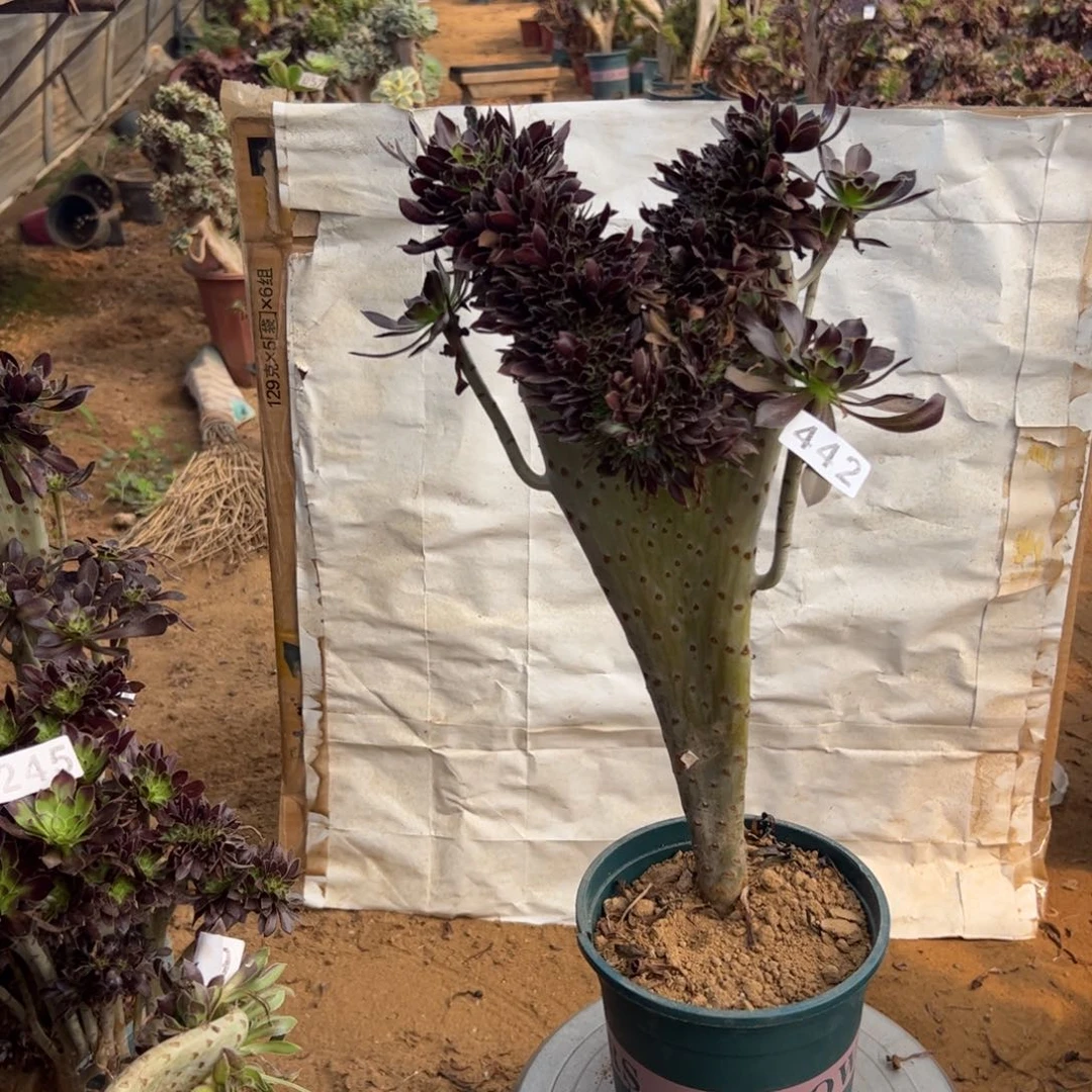 黑缀442高40厘米一颗