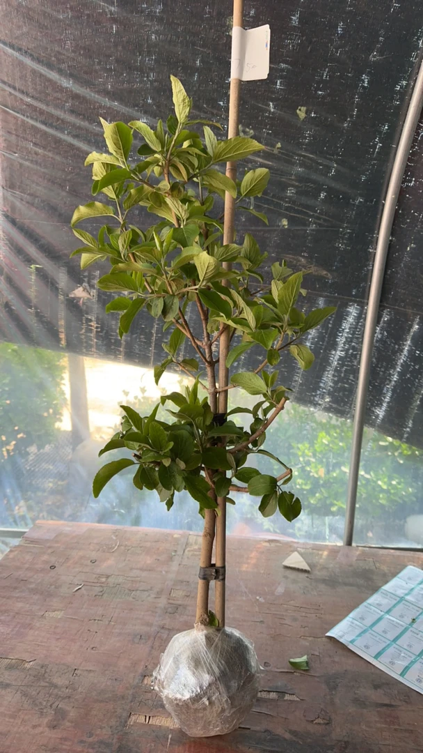 中华木绣球大花斗球一物一拍黄晶果树苗