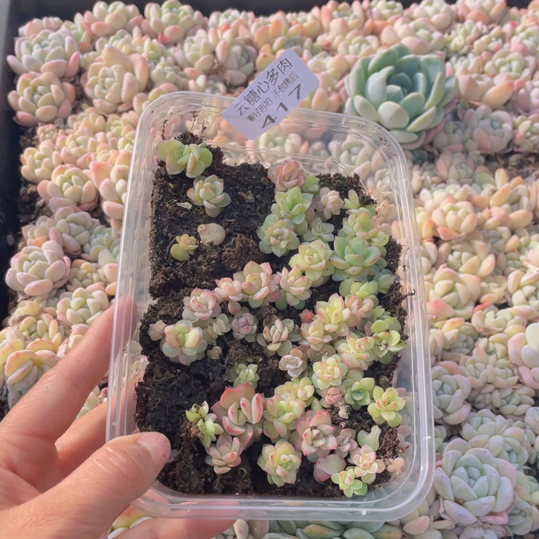 云糖心多肉植物417