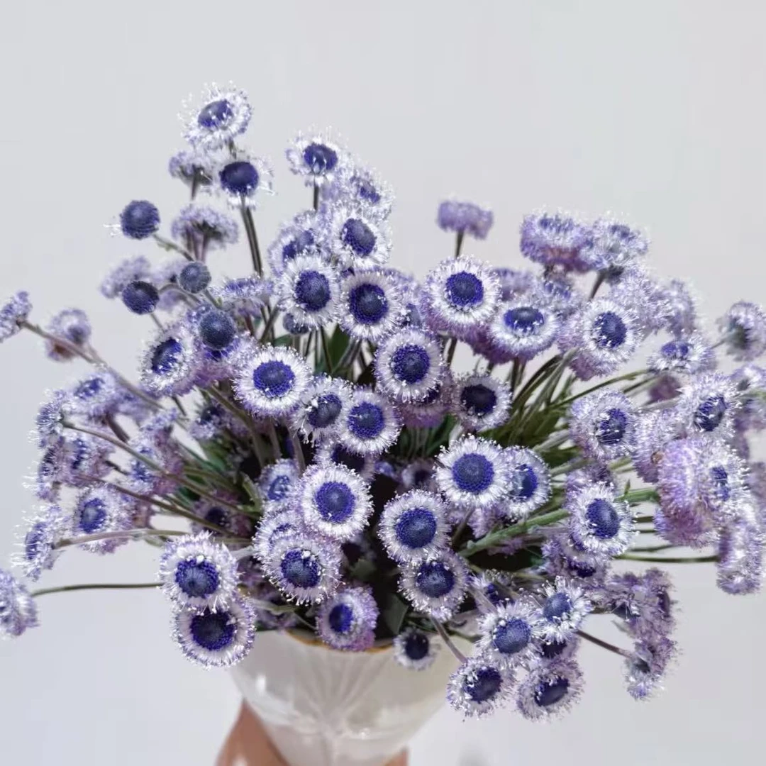 蓝眼睛地团花丛生盆栽花卉庭院阳台爆花强新手易养护