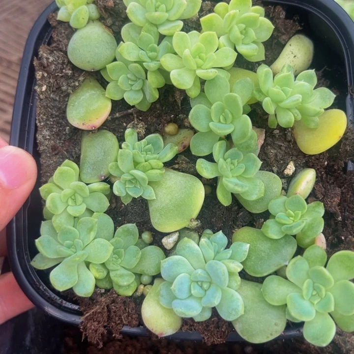 1031t1 混子切糕多肉植物