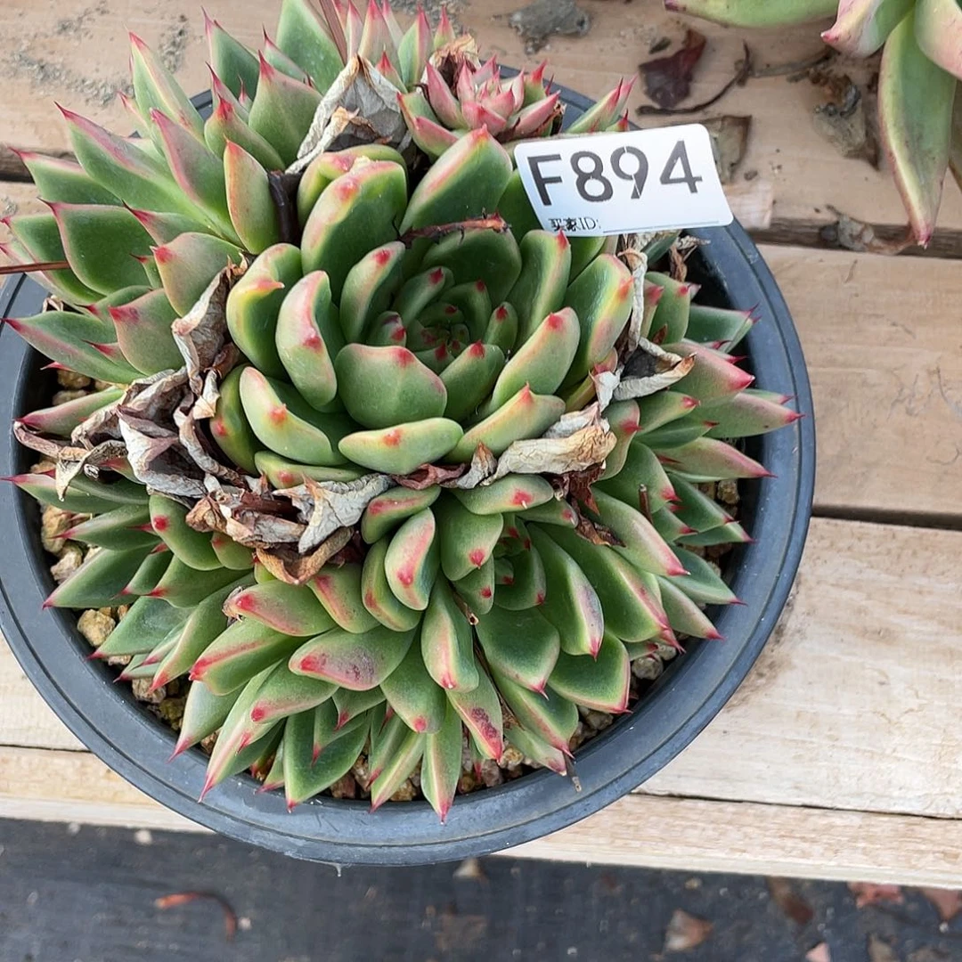若如东云单拍F894