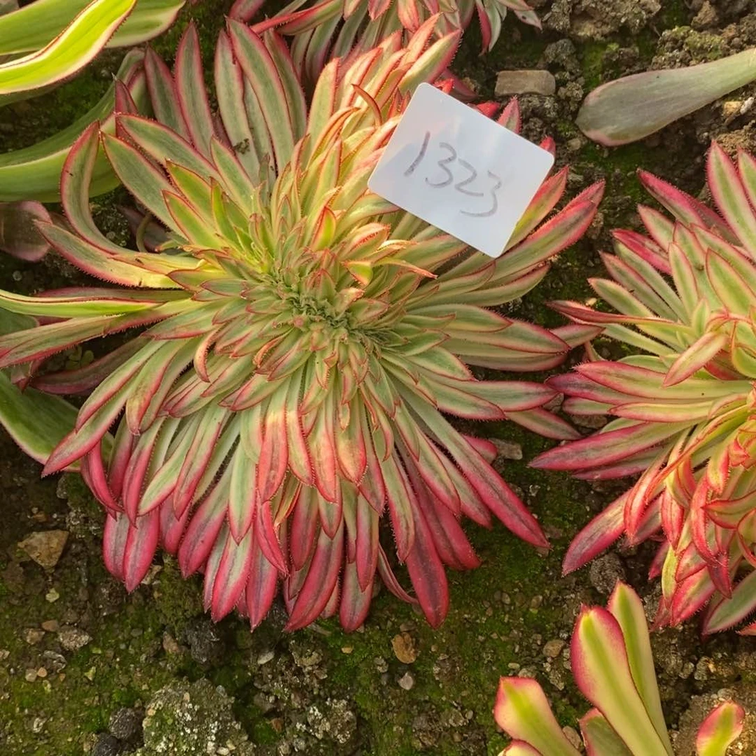 1323朱雀 缀多肉植物