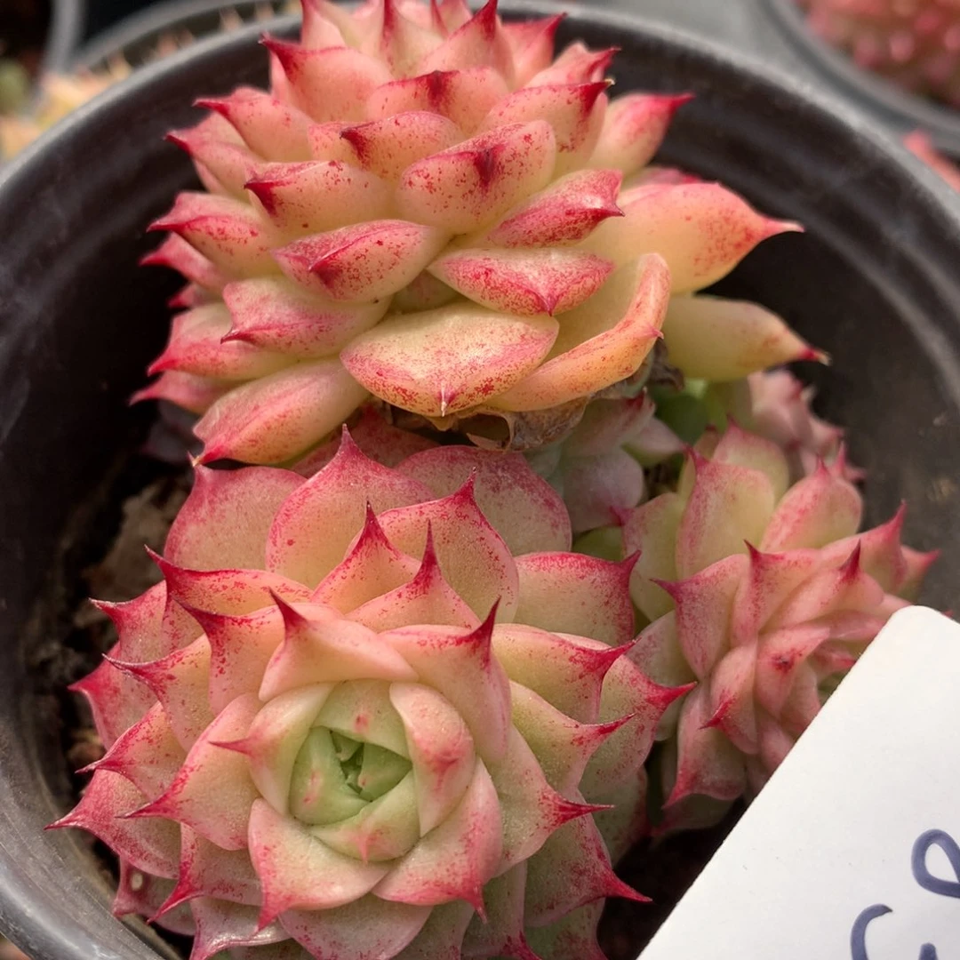 0211-85 海胆优选