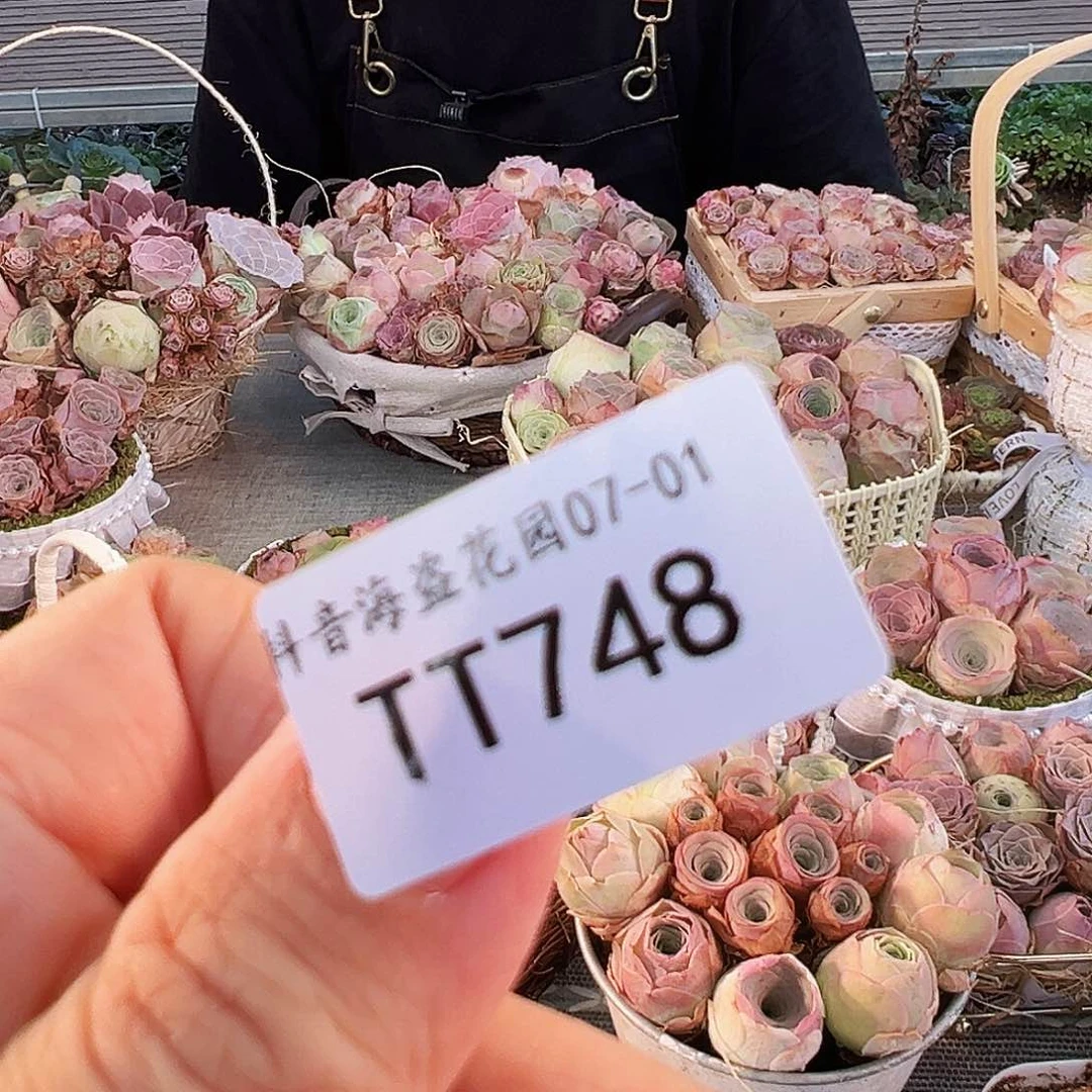 黄金圆花篮。 老板配T748