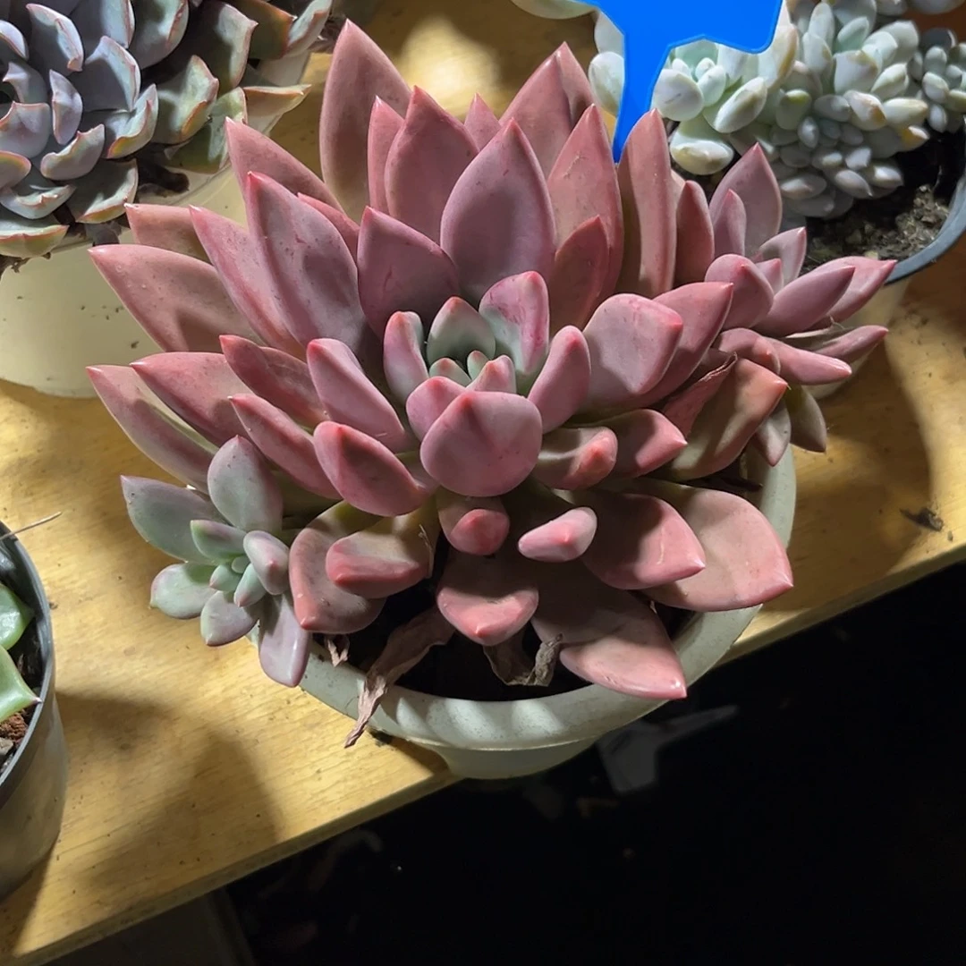 莲***花00000000000000001062