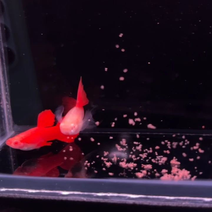 孔雀鱼血红大C1对