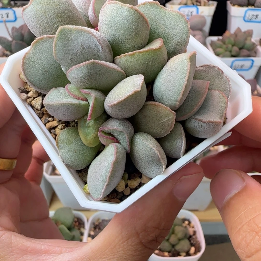 粉雪蛋水泡，一物一拍