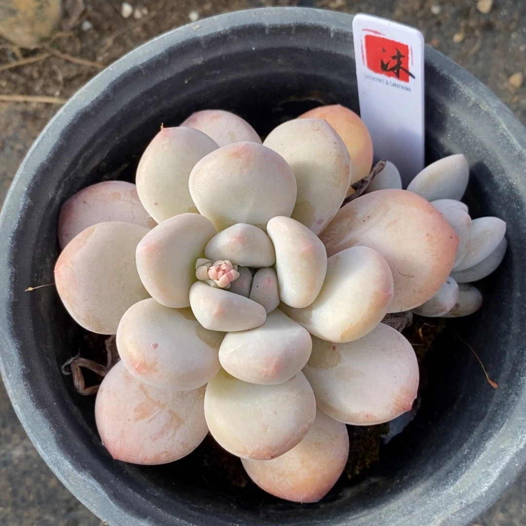 自助下单一物一拍多肉，下滑更多品种选择