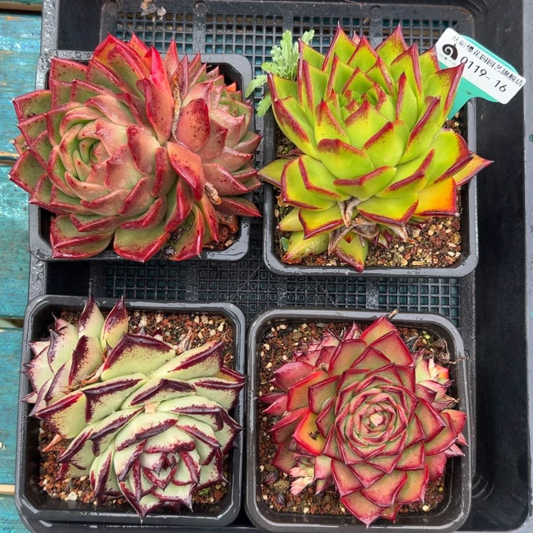 多肉一物一拍0119-16