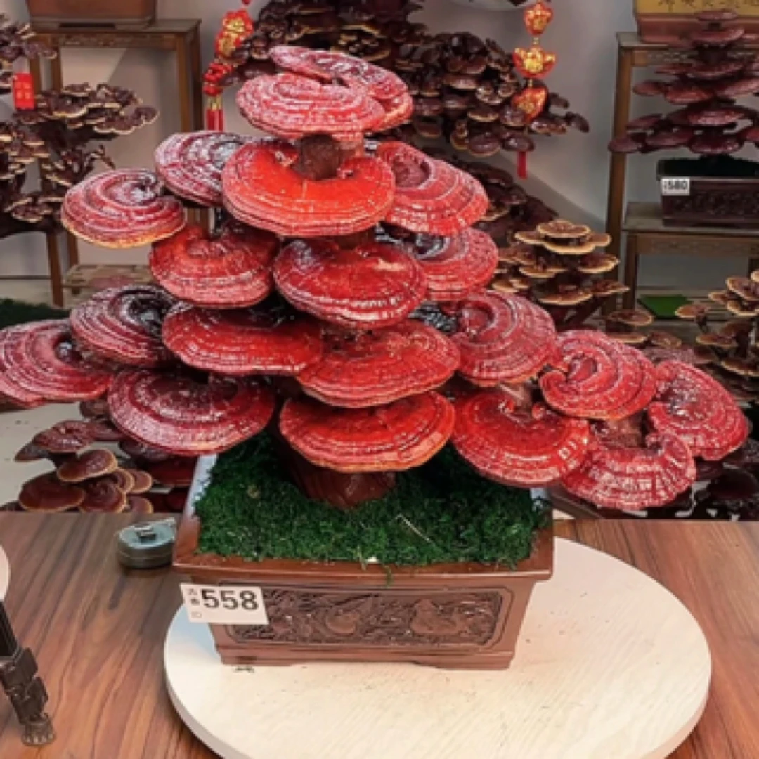 LINGZHI盆景高颜值灵芝盆景木灵芝灵芝摆件赤灵芝盆景绿植苔藓