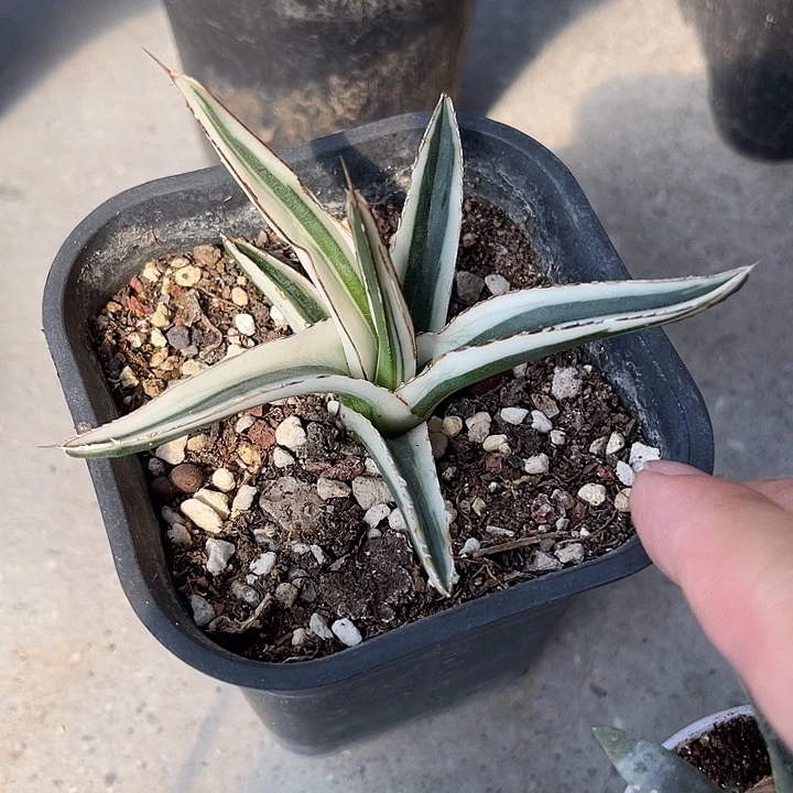 无花朵丸叶冰山龙舌兰一物一拍