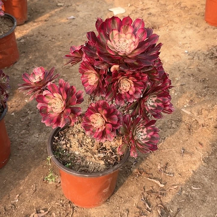 多肉植物红铜超白15