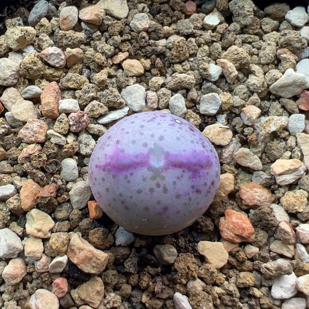 36单头优选将杂一棵特