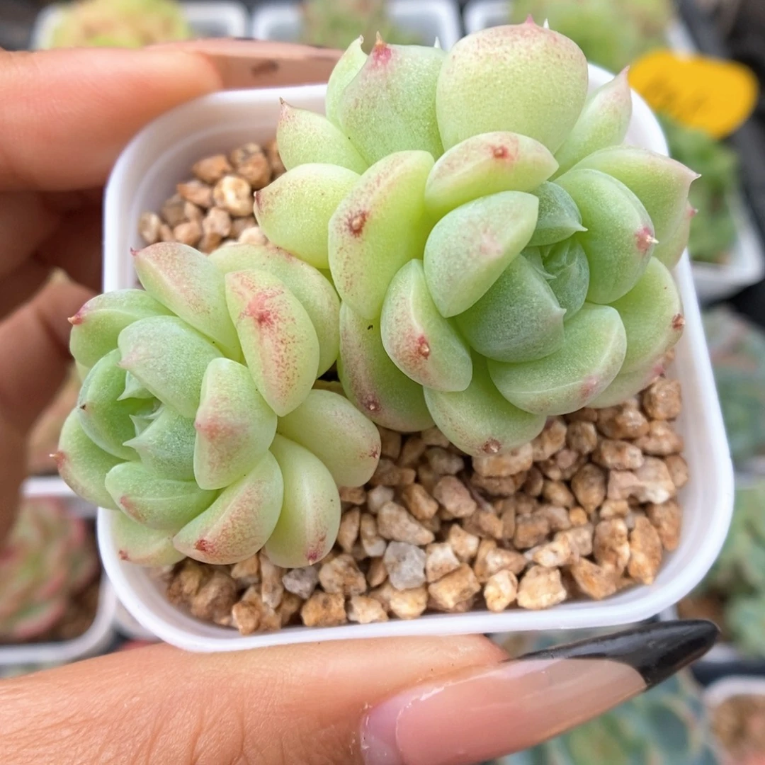 财富密码群生535号。