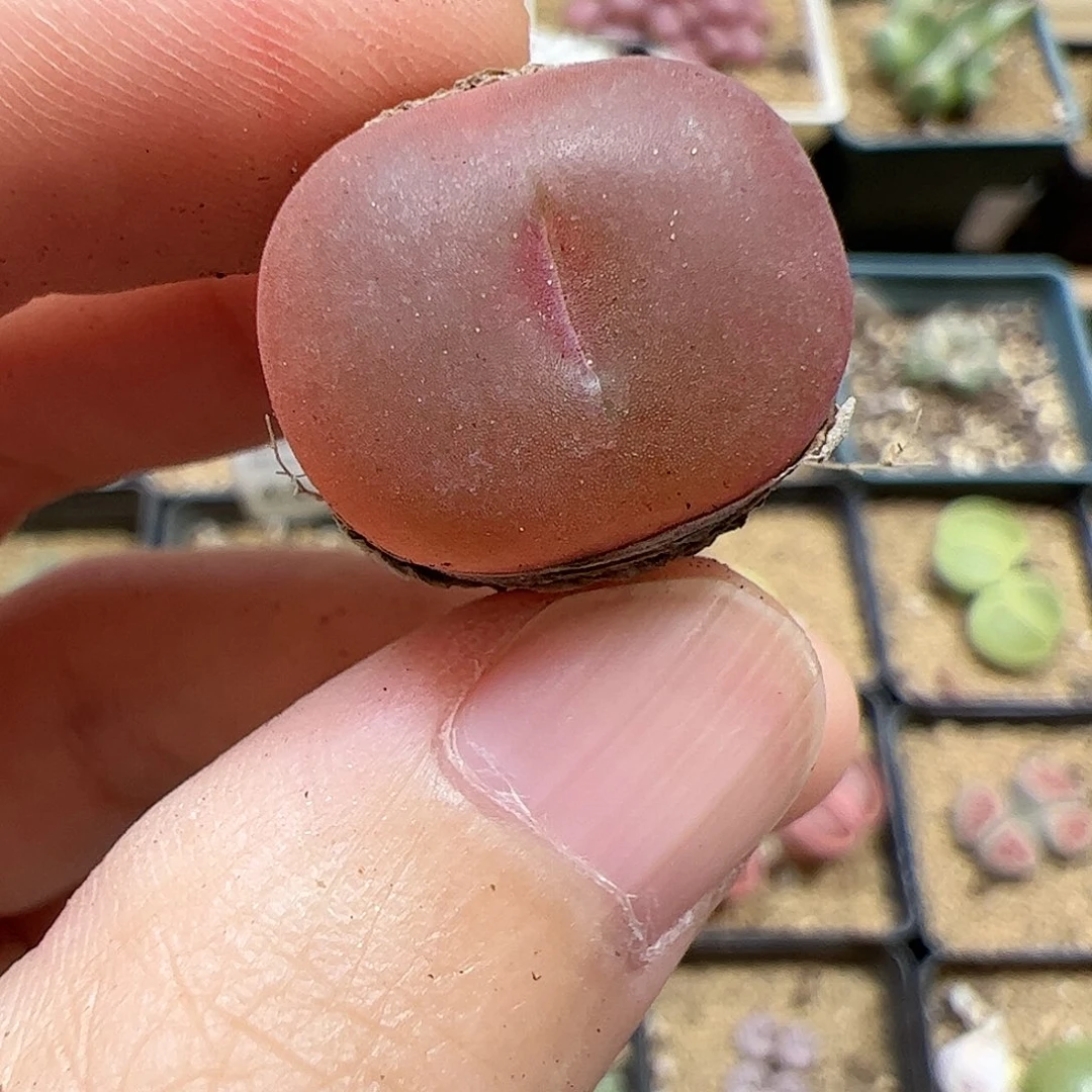 【闪购商品】123 超毛