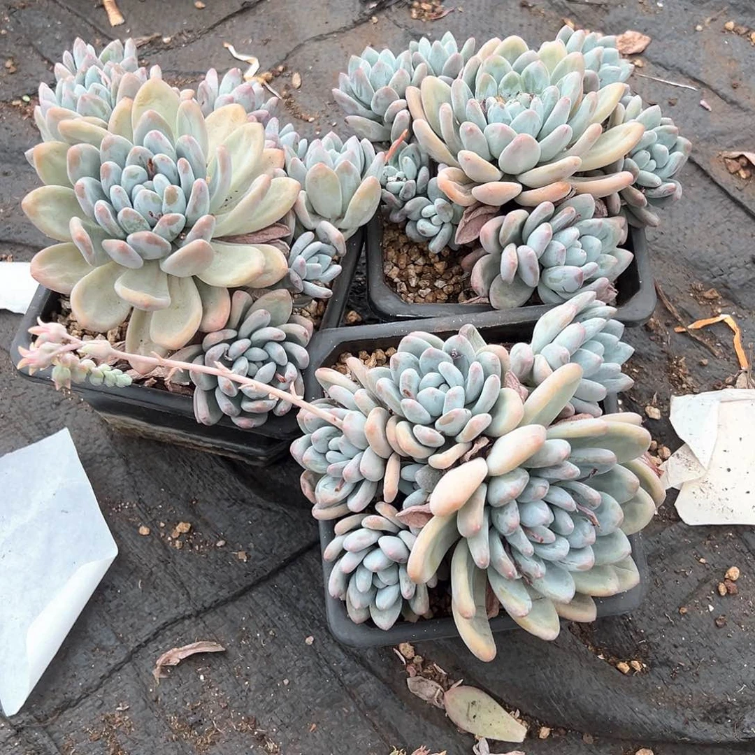 L***?多肉植物一物一拍