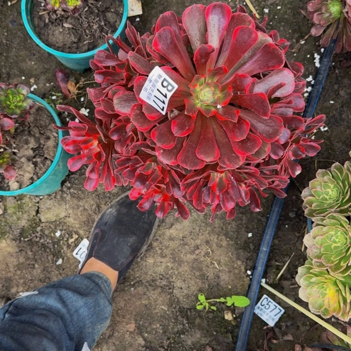 黑金美杜莎25-47包邮花花