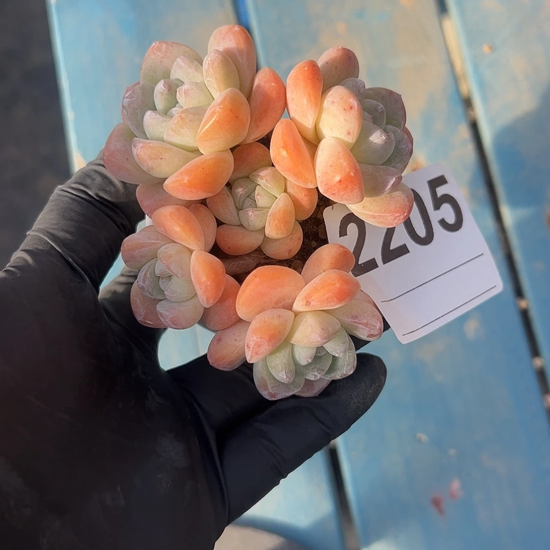 2205，五头冰玉带盆发