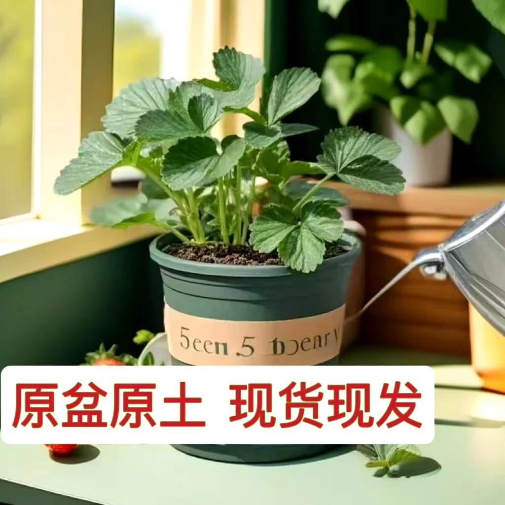 奶油宁玉草莓苗盆栽阳台庭院四季秧苗原盆原土室内室外南北方种植