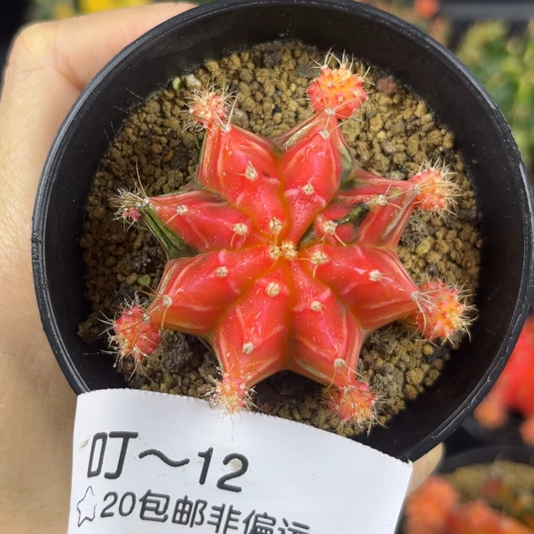 红锦白纹子吹米哈