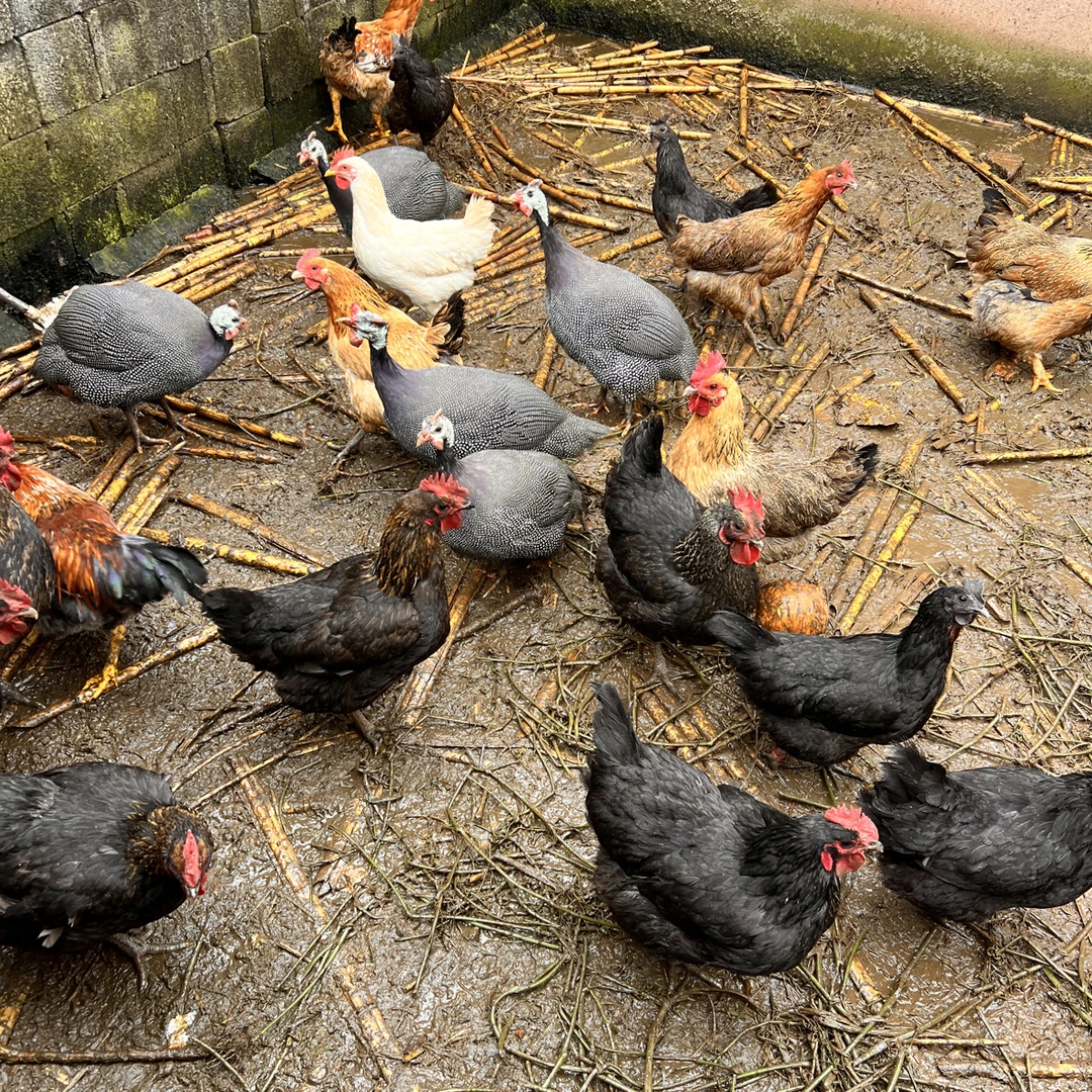 农村散养一年以上土鸡现杀现卖顺丰包邮（不支持发活体