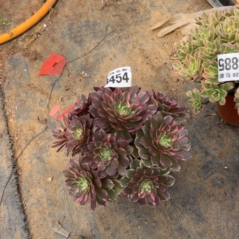 454海王不包断枝