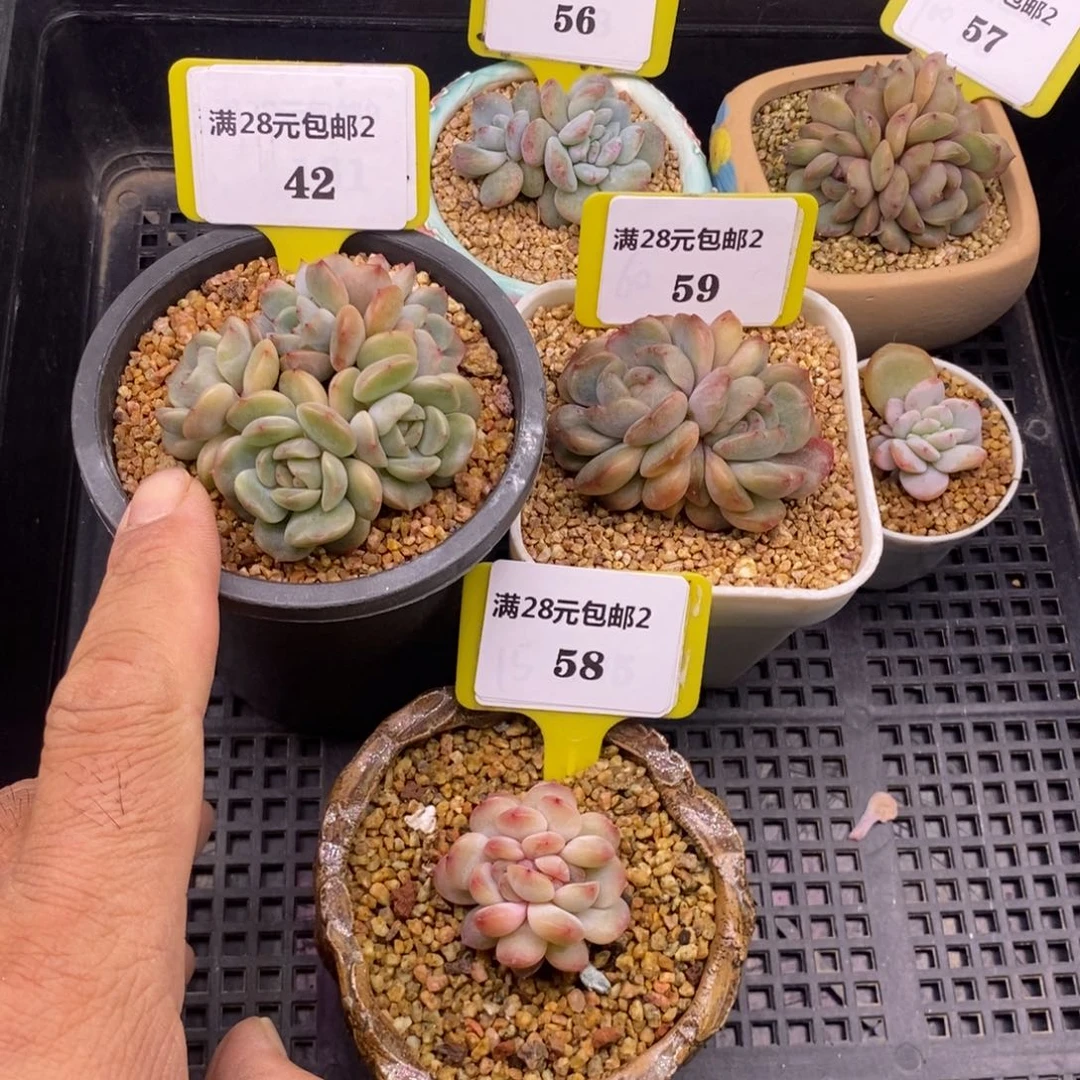 七*琪242.59.58红恋群，石化，缀