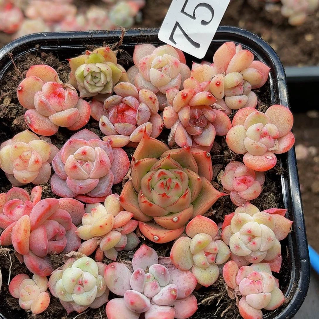 多肉植物多肉植物75