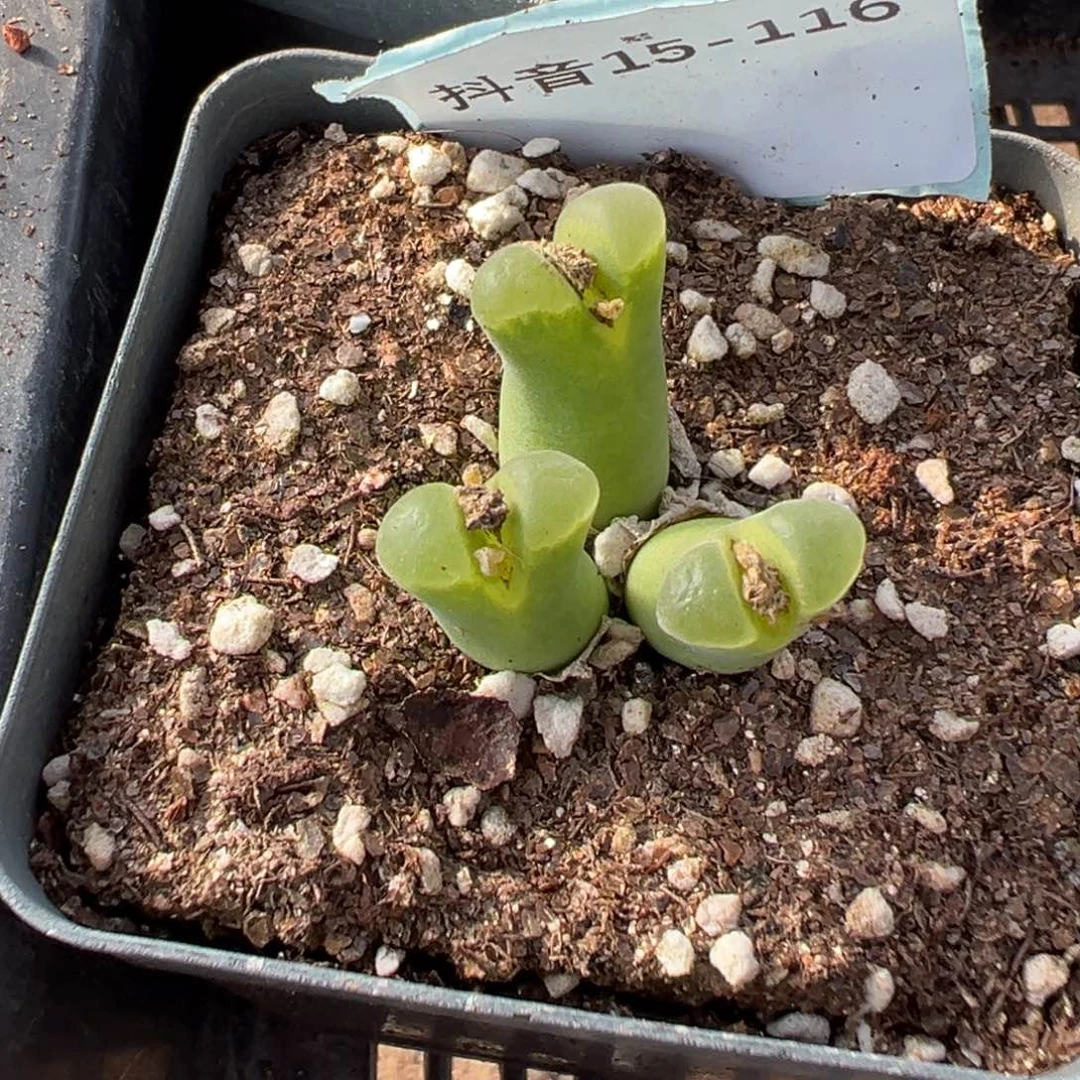 15-116pub风铃多肉植物